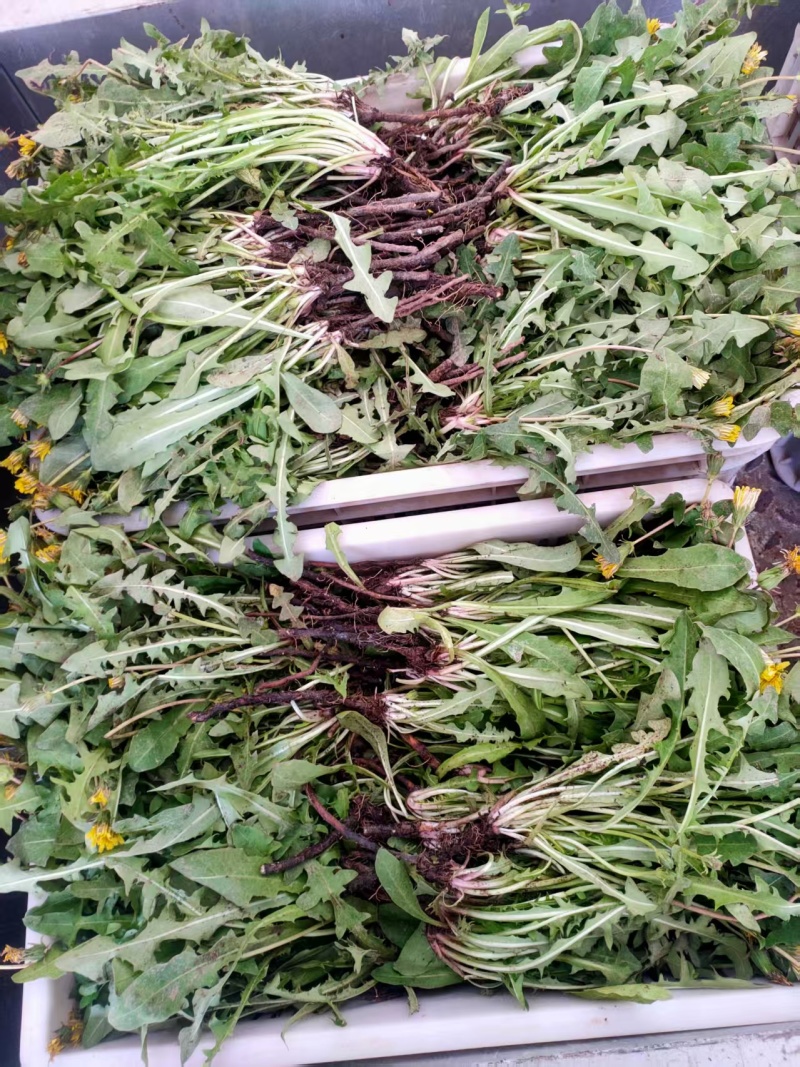 蒲公英鲜货，可做蔬菜吃包装可定制现采现挖量大从优可