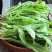 蒲公英鲜货，可做蔬菜吃包装可定制现采现挖量大从优可