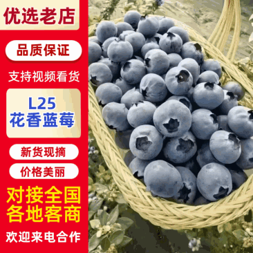 〈一件代发〉顺丰空运四川攀枝花米易高山L25花香蓝莓产地