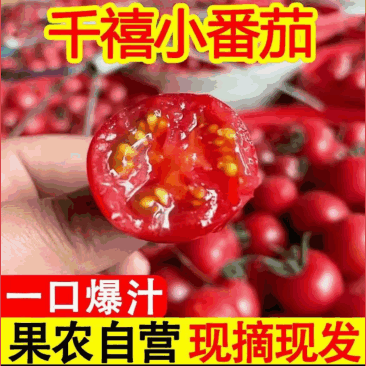 〈一件代发〉攀枝花露天千禧贝贝小番茄水果番茄对接各平台