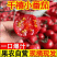 〈一件代发〉攀枝花露天千禧贝贝小番茄水果番茄对接各平台