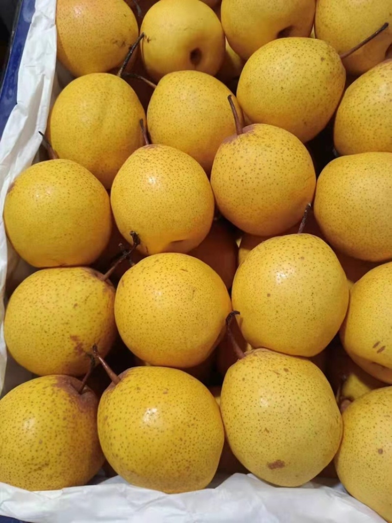 绥中白梨基地一手货源量大价优可视频看货