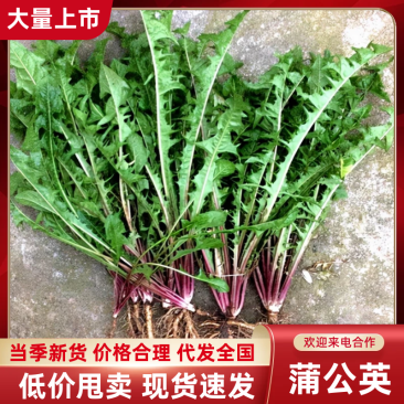 蒲公英现采现挖-产地直发-量大从优-包装可定制对接全国