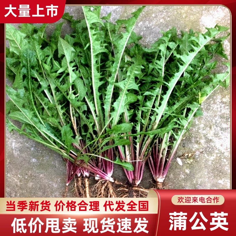 蒲公英现采现挖-产地直发-量大从优-包装可定制对接全国
