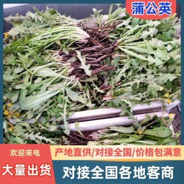 蒲公英鲜货，可做蔬菜吃包装可定制现采现挖量大从优可