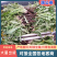蒲公英鲜货，可做蔬菜吃包装可定制现采现挖量大从优可
