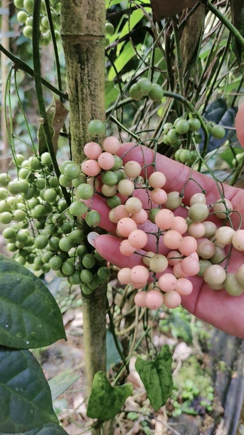 【精品】云南泸西金果榄种子保质保量自己种植育苗育种基地