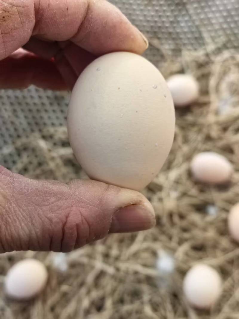散养泰和乌鸡品种走地鸡蛋大量供应（量大从优）欢迎电联