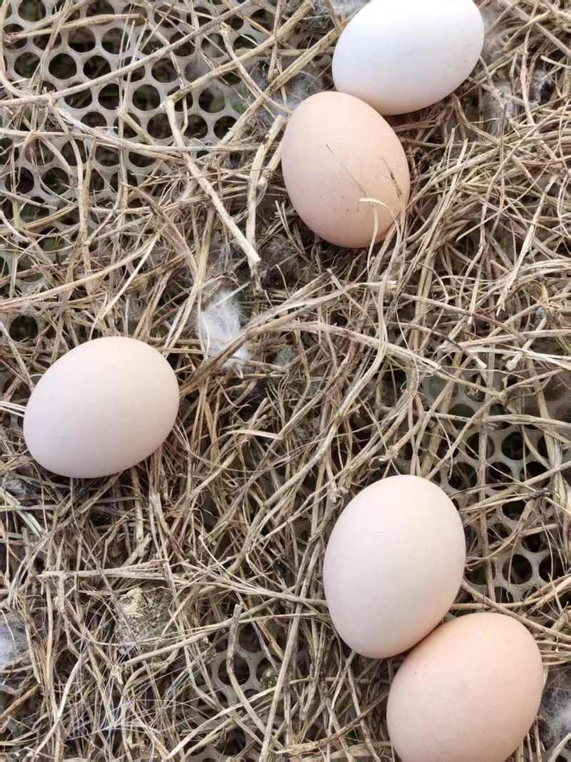 散养泰和乌鸡品种走地鸡蛋大量供应（量大从优）欢迎电联