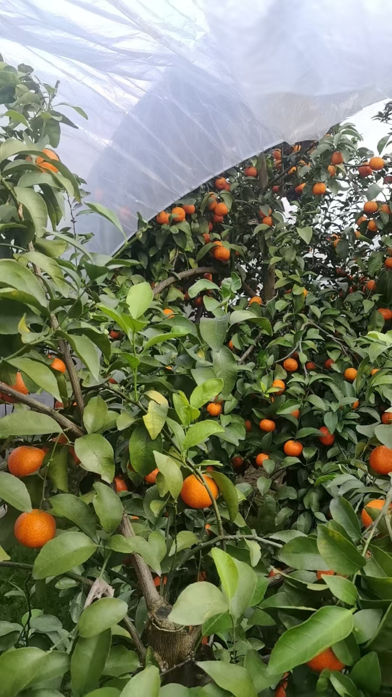 桂林砂糖橘大量上市产地直发价格优惠支持视频看货来电
