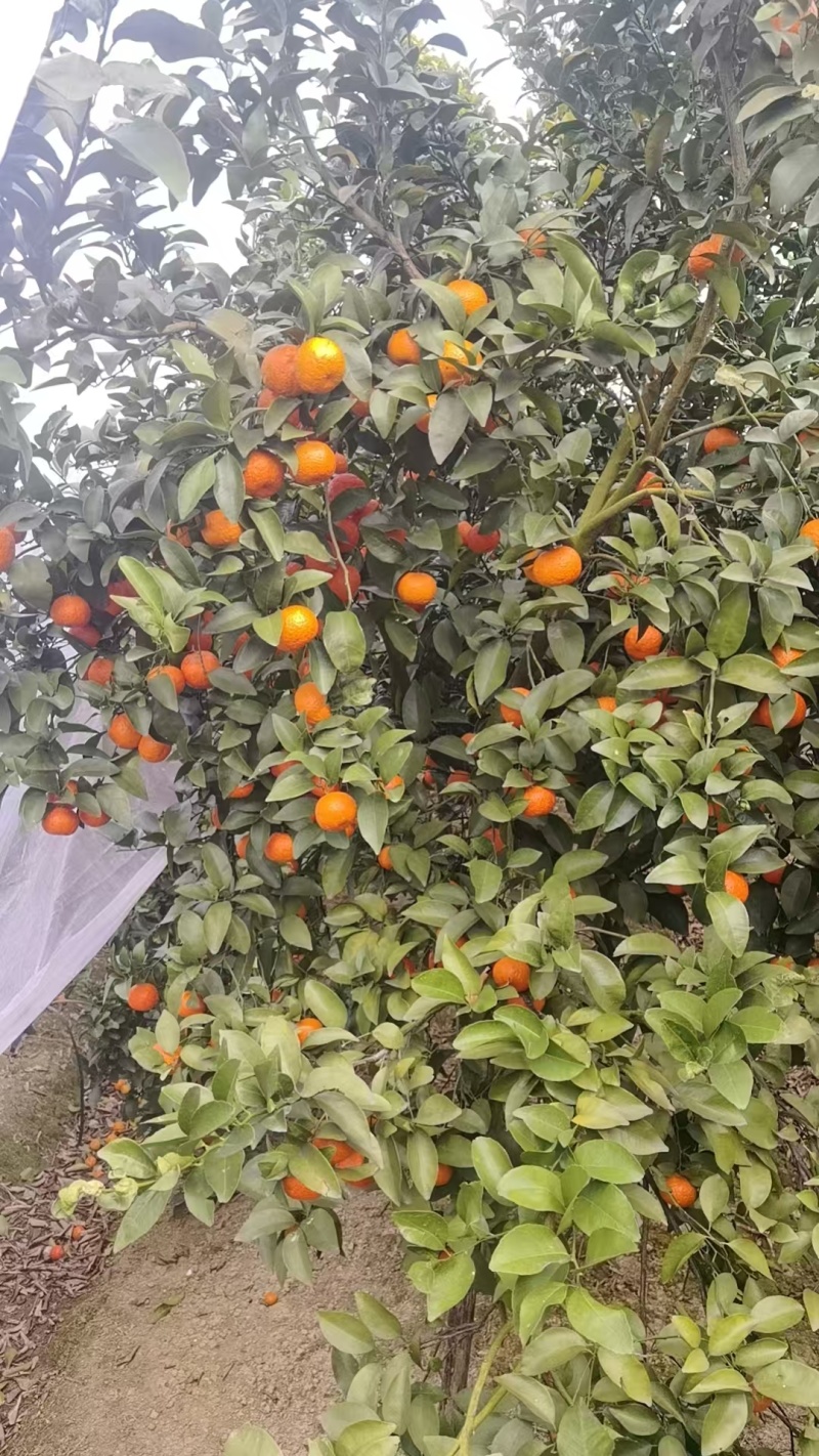 砂糖橘大量上市产地直发价格优惠品质保证欢迎来电洽谈