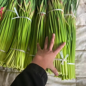 山东聊城莘县蒜薹蒜台蒜苔自家货源一手价格全国接单无冻伤不干叶
