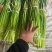 山东聊城莘县蒜薹蒜台蒜苔自家货源一手价格全国接单无冻伤不干叶