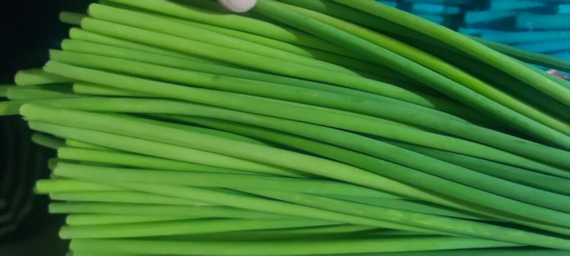 冷库红帽蒜薹原产地直发一手价格冷库预冷耐运输储存全国接单