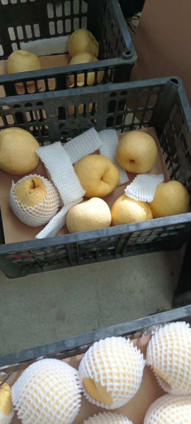 酥梨大量供应对接市场商超电商社区团购品质保证