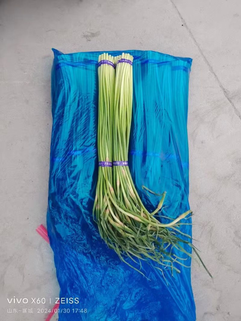 红帽蒜苔产地直供货源充足以质论价代发各商超市场条形直打好捆