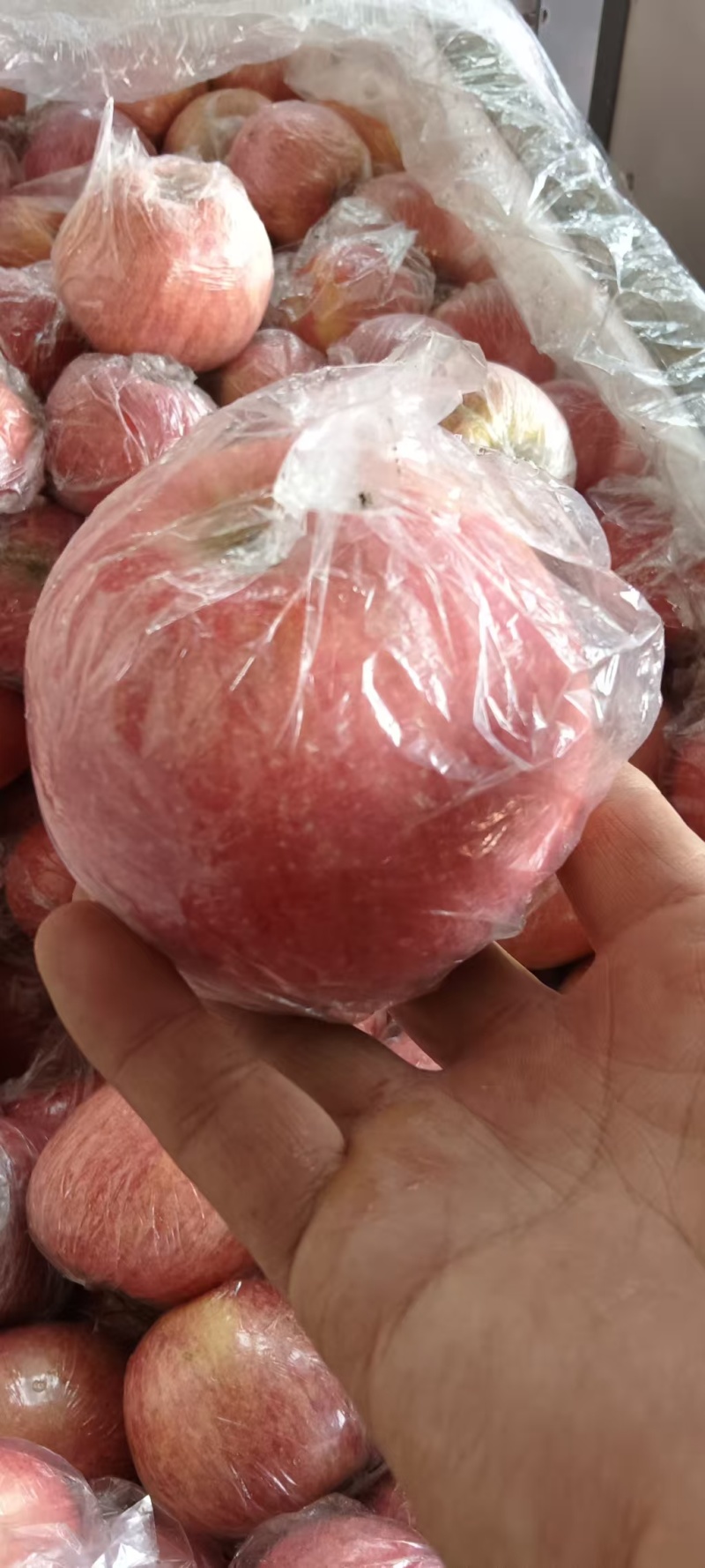 山西运城精品红富士苹果大量供应价格优惠欢迎来电洽谈