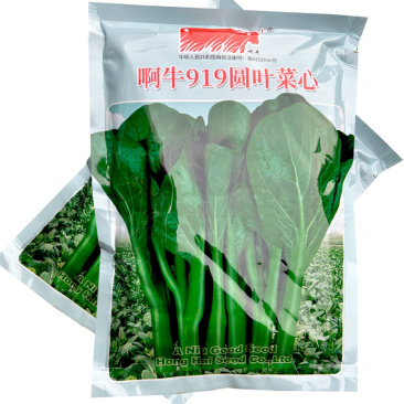 阿牛919圆叶菜心400g圆叶型翠绿色四季种植大田用