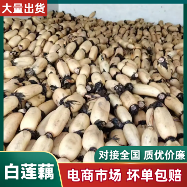 【精品白莲藕】江苏宿迁本地，新鲜莲藕，大量现货，全国可达