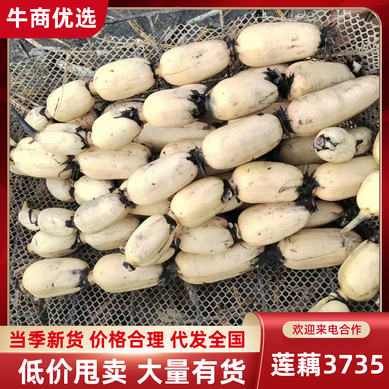 精品白莲藕37/35、飘花、6号、一手货源产地直发