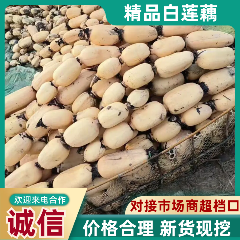 白莲藕新鲜上市商超品质量大价优，诚信经营有需致电