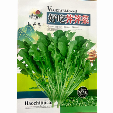 大叶荠菜种子野生蔬菜耐寒耐热早熟四季种植大田基地用种