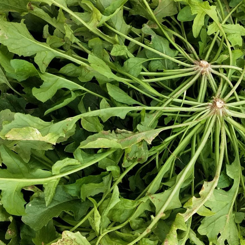 大叶荠菜种子野生蔬菜耐寒耐热早熟四季种植大田基地用种
