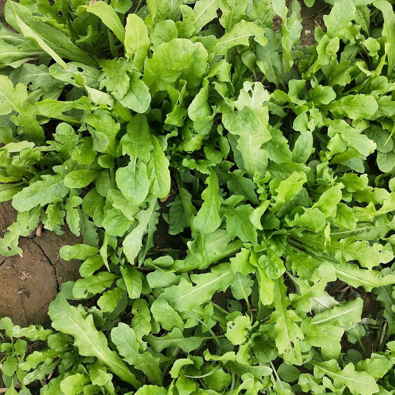 大叶荠菜种子野生蔬菜耐寒耐热早熟四季种植大田基地用种