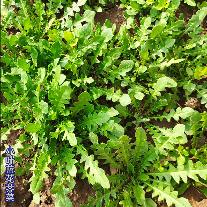 大叶荠菜种子野生蔬菜耐寒耐热早熟四季种植大田基地用种