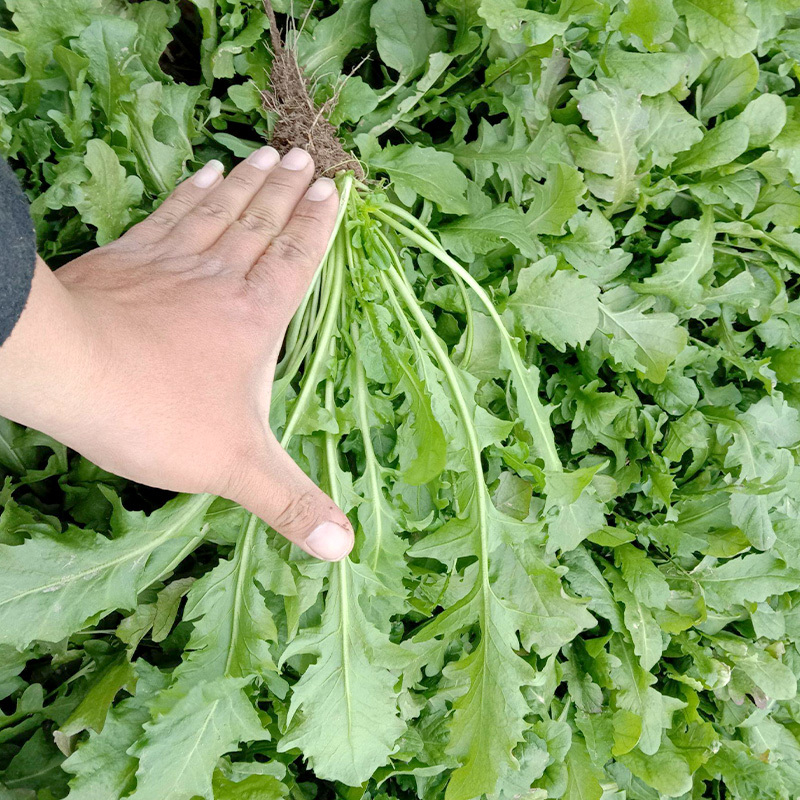 大叶荠菜种子野生蔬菜耐寒耐热早熟四季种植大田基地用种