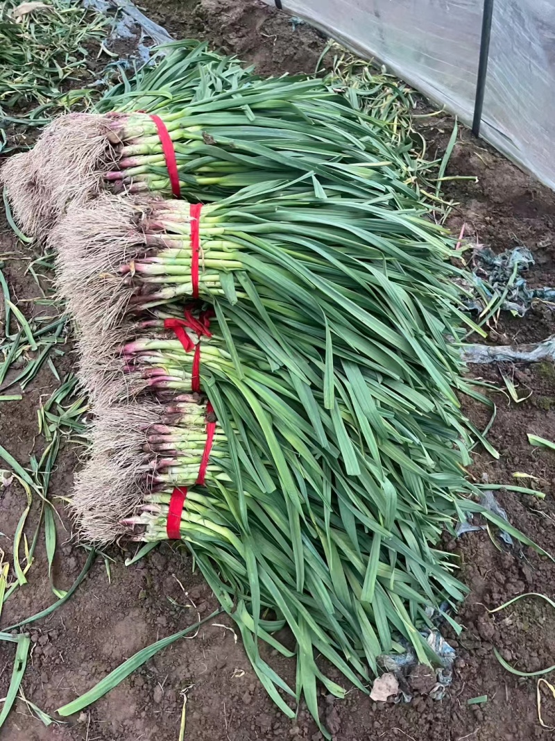 精品蒜苗江苏红根蒜苗基地直发质量保证量大价优欢迎致电