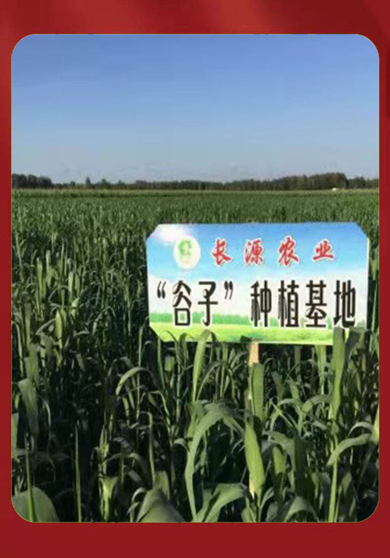 【正宗山西】山西黄小米月子粗粮米农家煮粥五谷杂粮