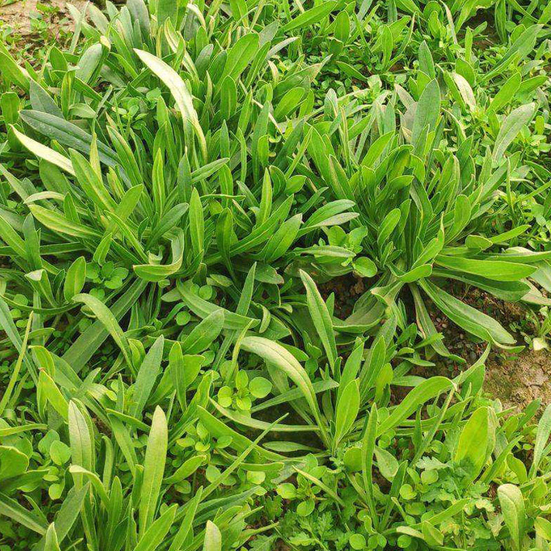 面条菜种子批发高产易种植速生春秋露地种植