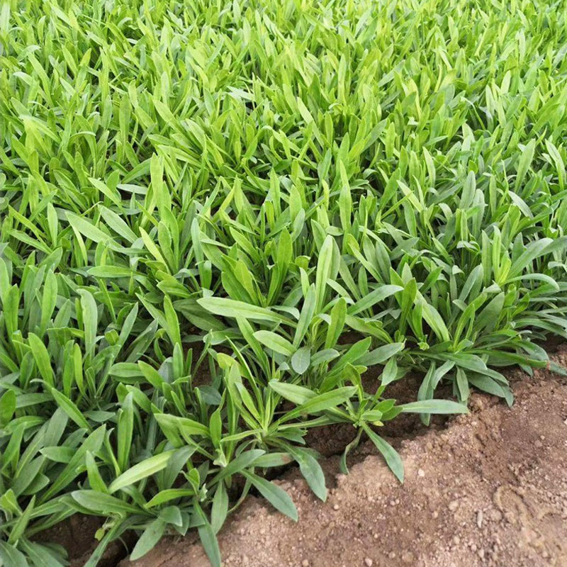 面条菜种子批发高产易种植速生春秋露地种植