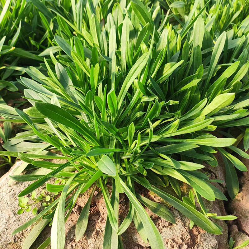 面条菜种子批发高产易种植速生春秋露地种植
