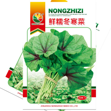 鲜糯冬寒菜种子四川耐寒糯米苋菜种子冬葵大田基地种