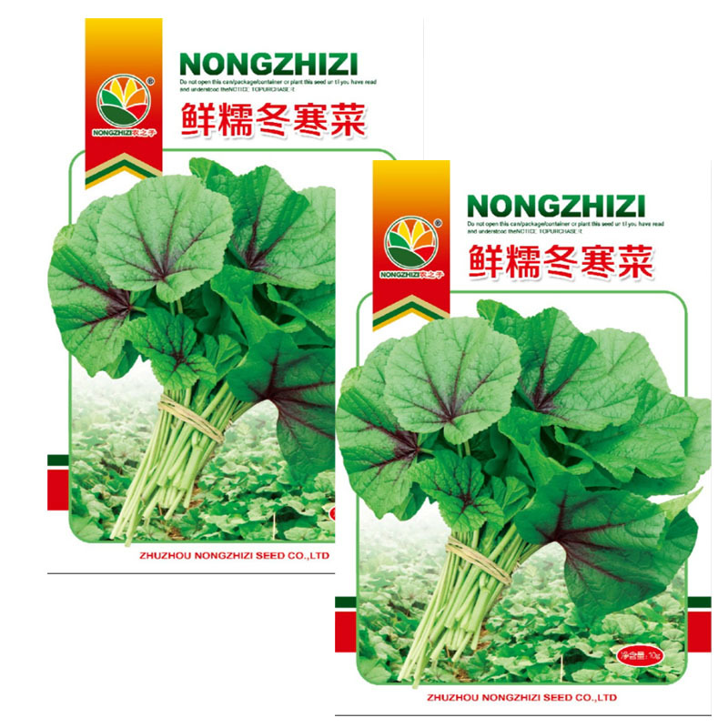 鲜糯冬寒菜种子四川耐寒糯米苋菜种子冬葵大田基地种