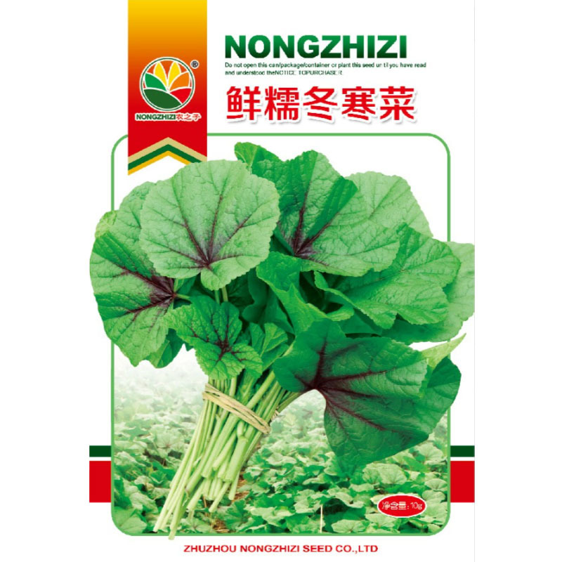 鲜糯冬寒菜种子四川耐寒糯米苋菜种子冬葵大田基地种