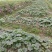 鲜糯冬寒菜种子四川耐寒糯米苋菜种子冬葵大田基地种
