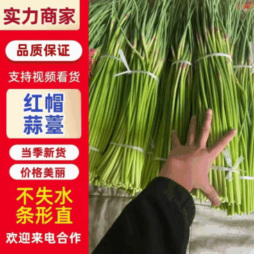 红帽蒜苔产地直供货源充足以质论价代发各商超市场条形直打好捆