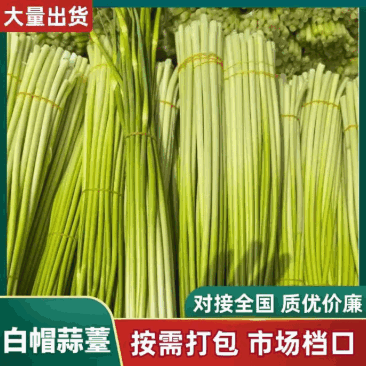精品冷库蒜苔蒜薹蒜台品种规格齐全货源充足质量保证按需分拣装车