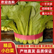 精品小白菜大量供应中，品质保证，量大从优，欢迎订购，咨询