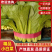 精品小白菜大量供应中，品质保证，量大从优，欢迎订购，咨询