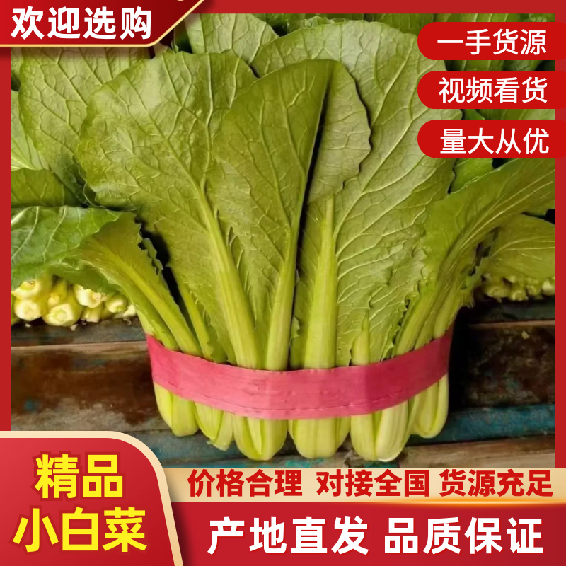 精品小白菜大量供应中，品质保证，量大从优，欢迎订购，咨询