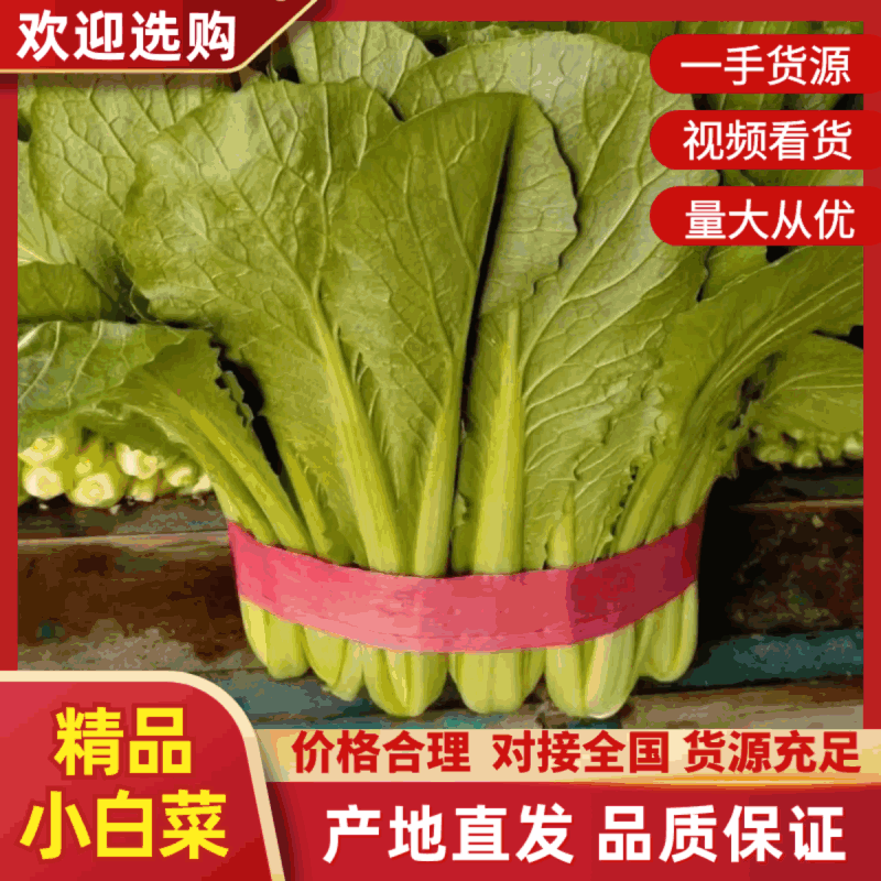 精品小白菜大量供应中，品质保证，量大从优，欢迎订购，咨询