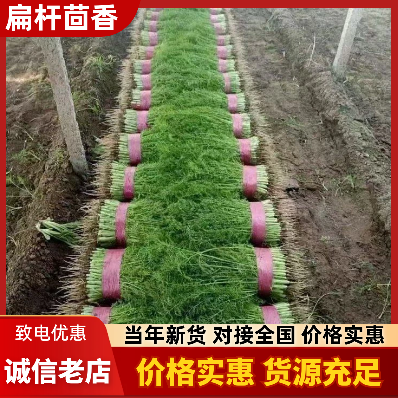 精品茴香大量上市中，常年供应超市、市场、加工厂！