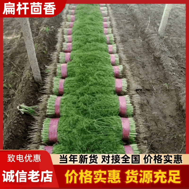 精品茴香大量上市中，常年供应超市、市场、加工厂！