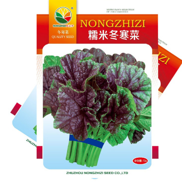 糯米冬寒菜种子批发冬苋菜高钙菜四季播耐寒耐热大田种植