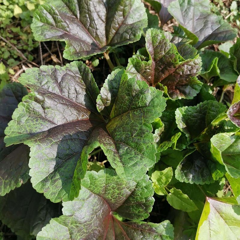 糯米冬寒菜种子批发冬苋菜高钙菜四季播耐寒耐热大田种植