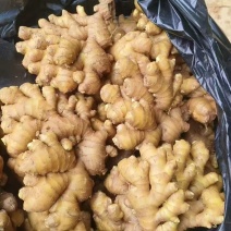 河南生姜精品大黄姜对接电商市场商超大量有货可视频